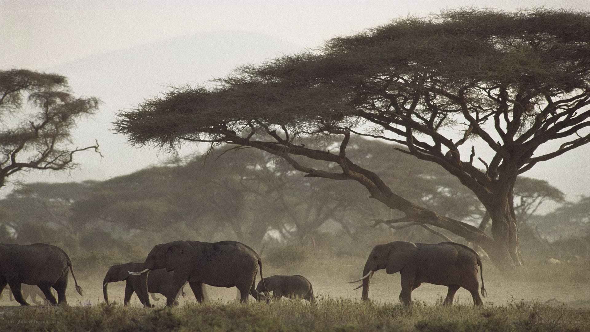 elephant herd in savanna