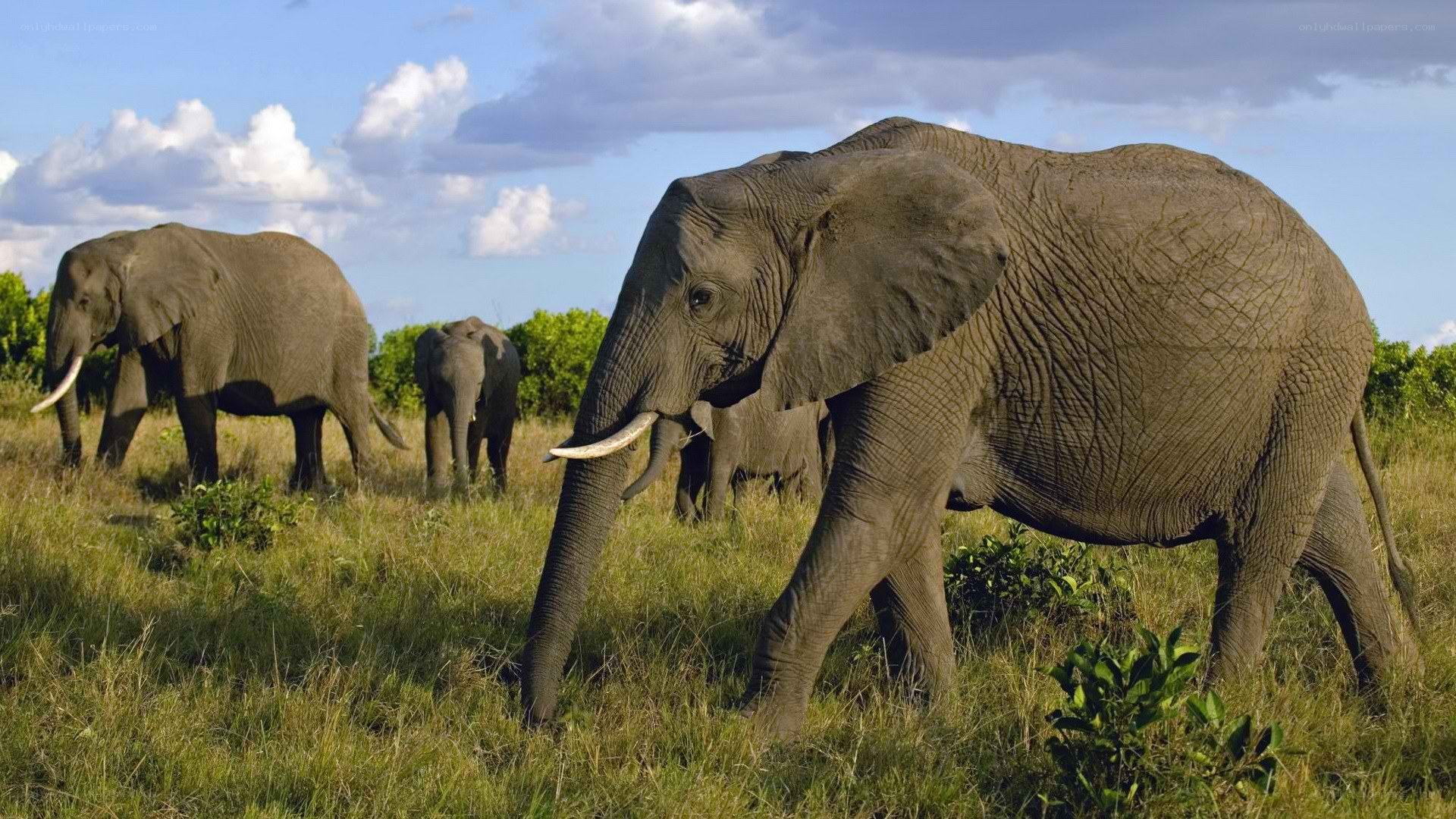 Elephant herd in savanna