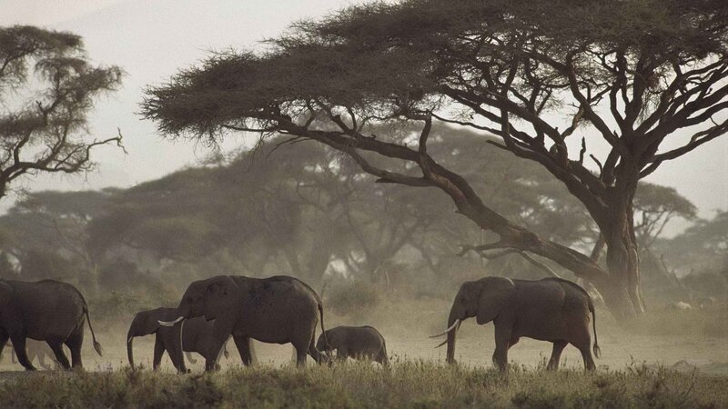 elephant herd in savanna