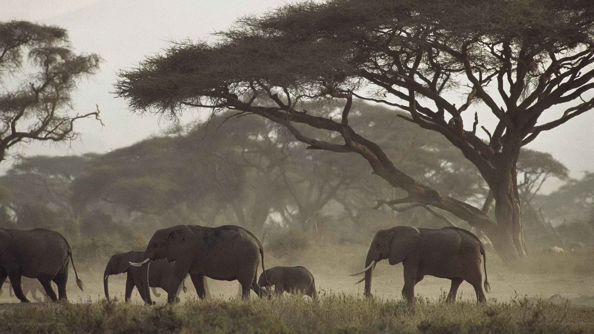 elephant herd in savanna