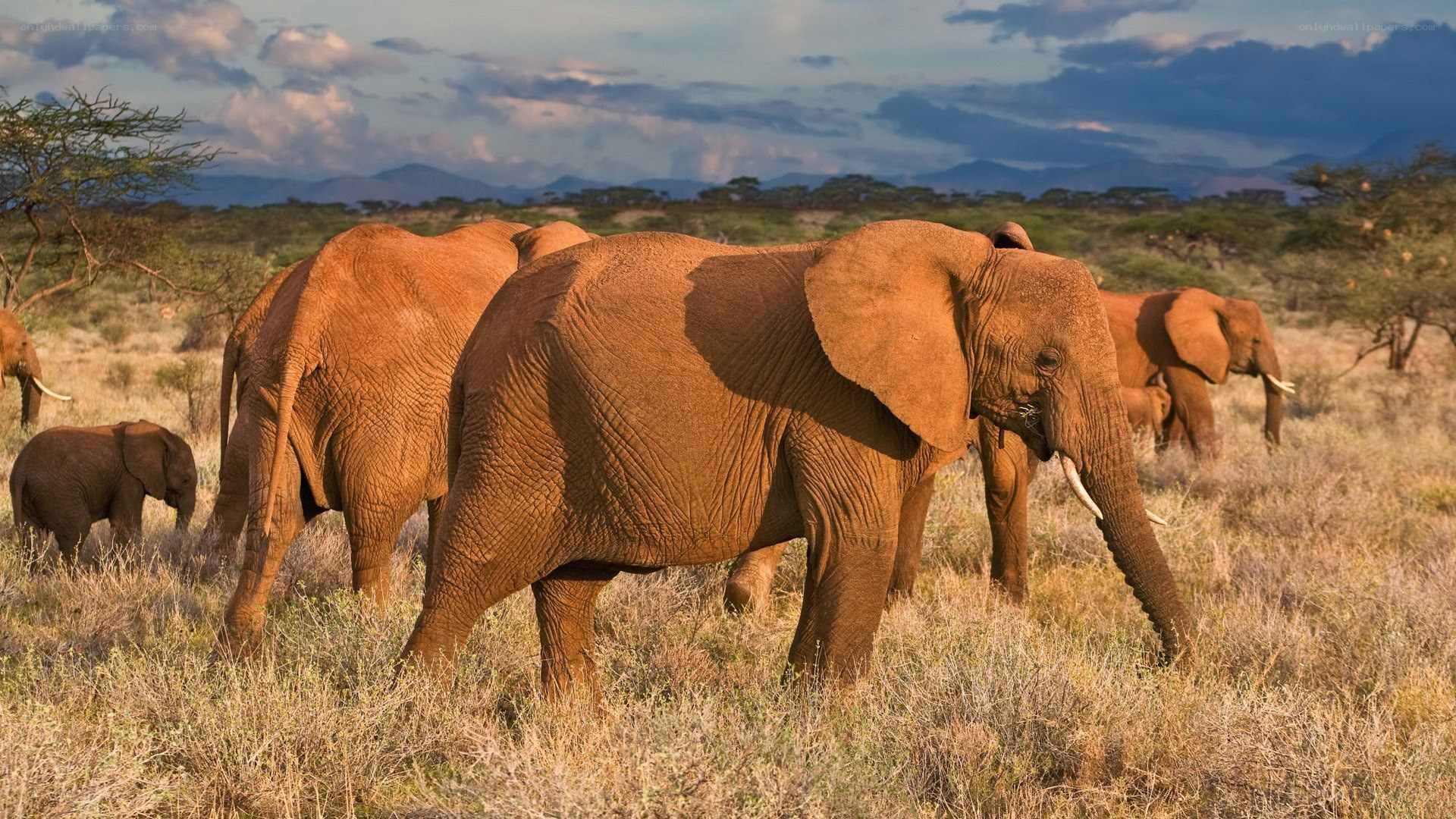 elephant herd in savanna