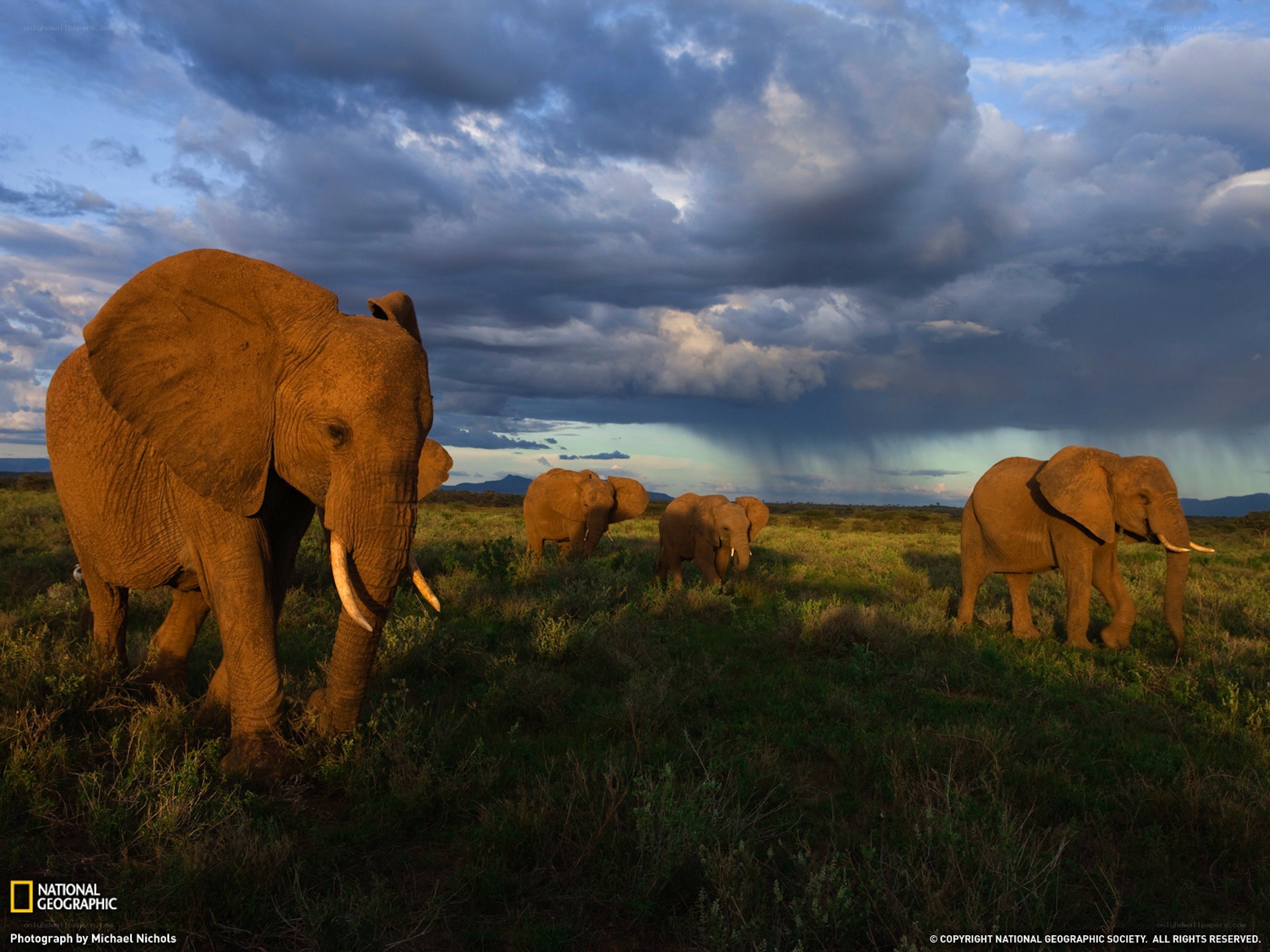 Elephant herd in savanna