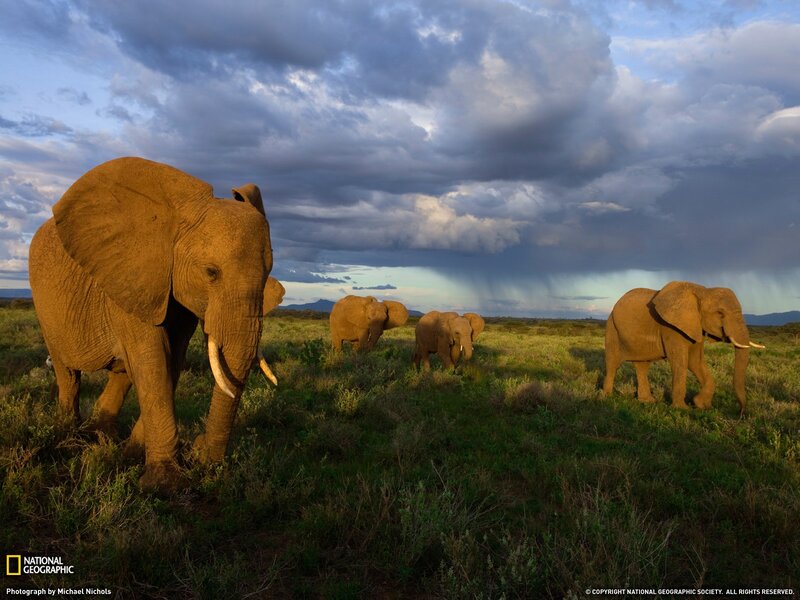 Elephant herd in savanna