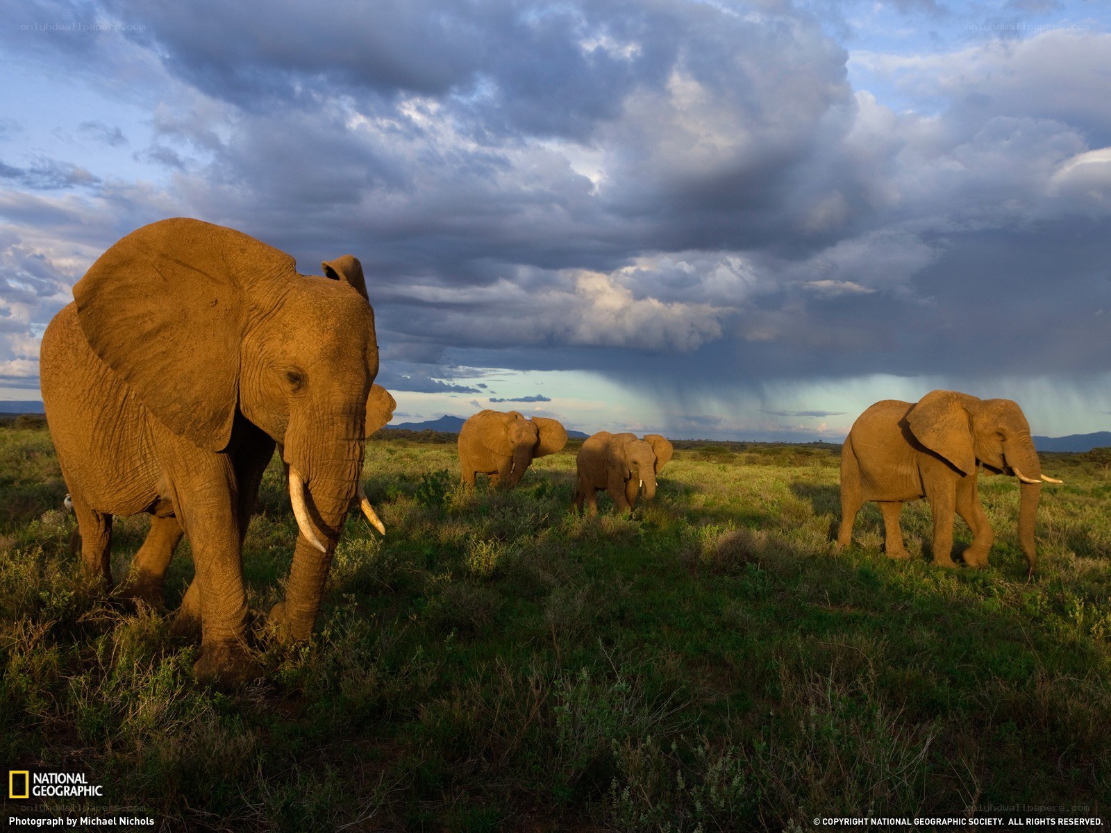 Elephant herd in savanna