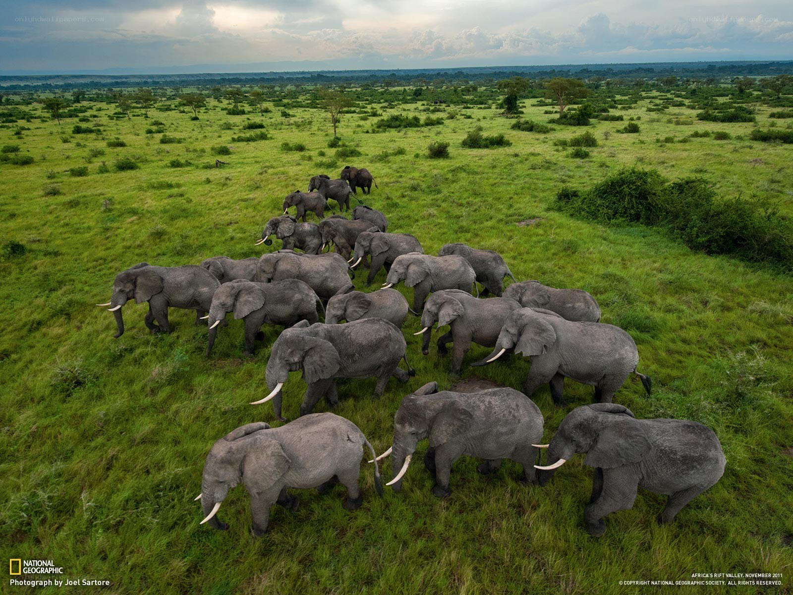 elephant herd in savanna
