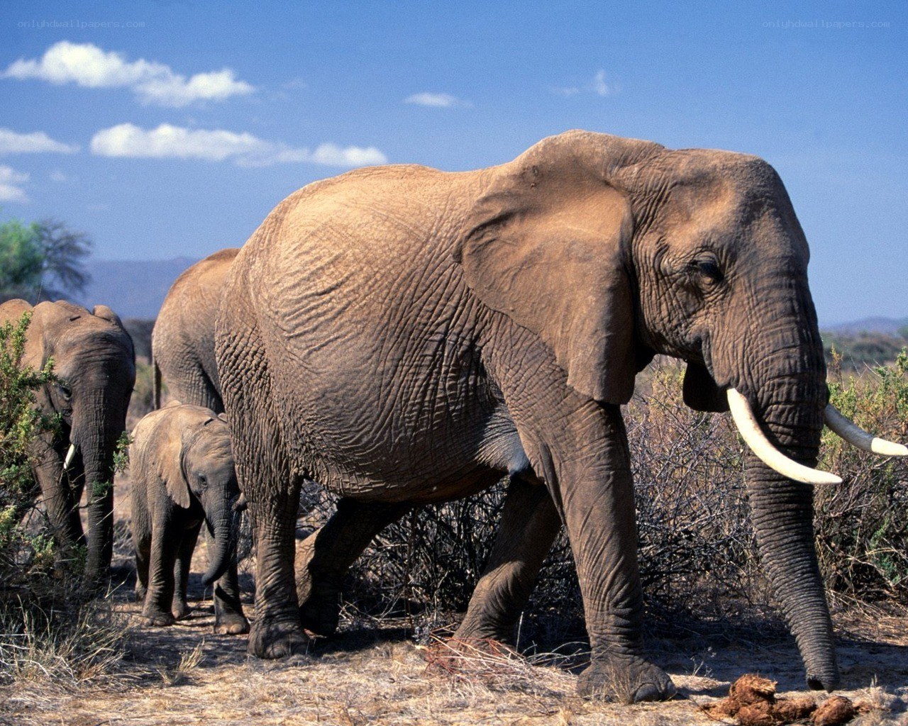 elephant herd in savanna