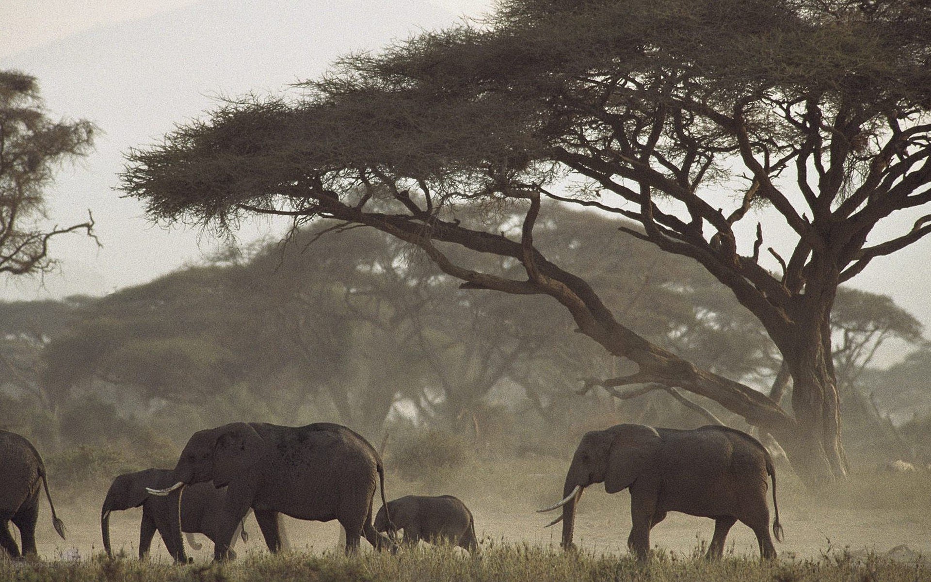 elephant herd in savanna