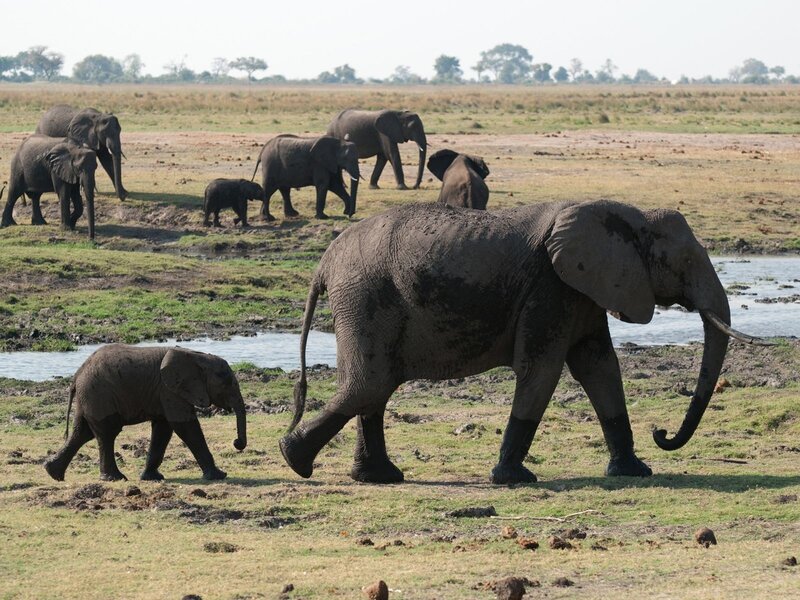 Elephant herd in savanna