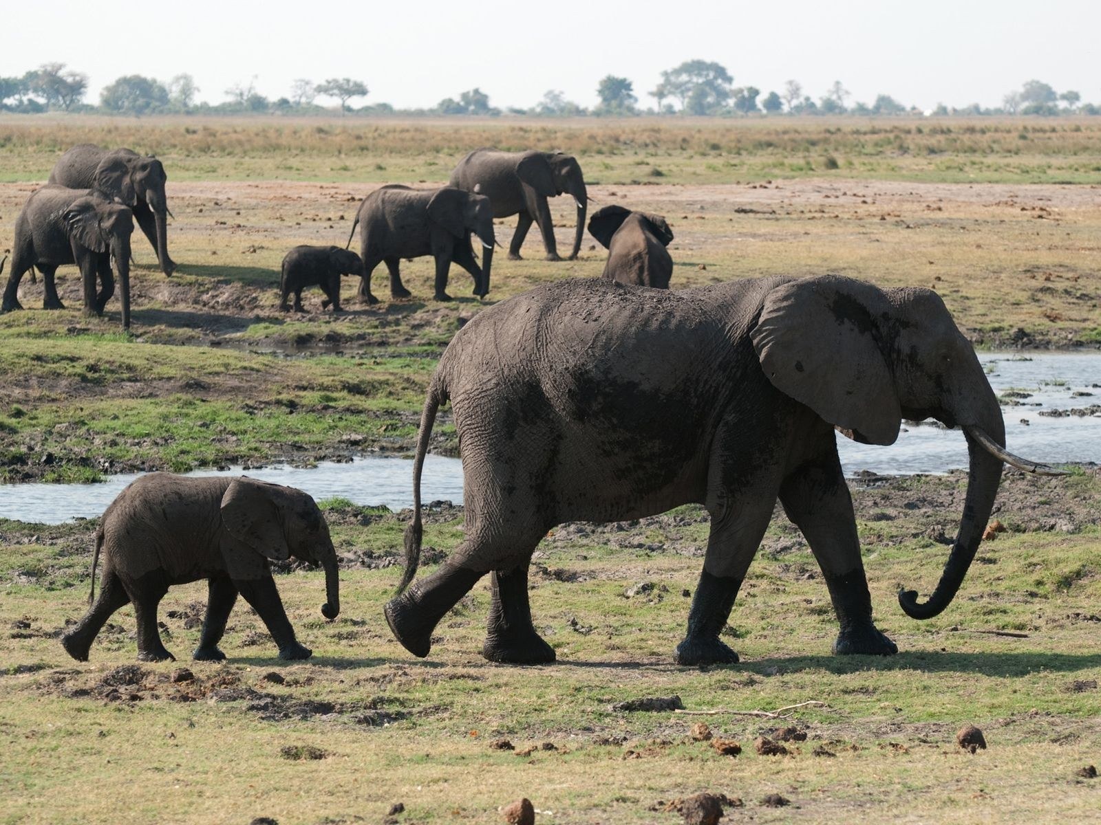 Elephant herd in savanna