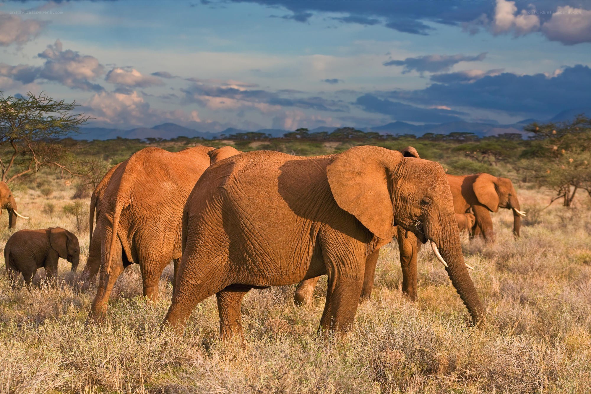 Elephant herd in savanna