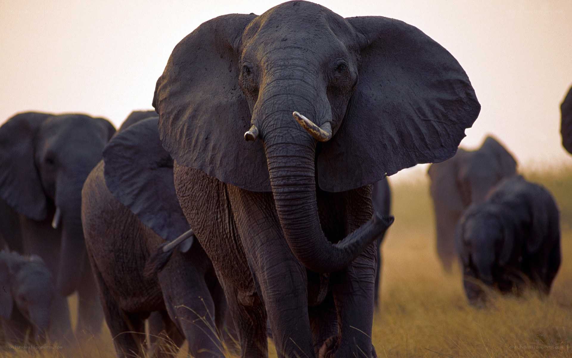 elephant herd in savanna