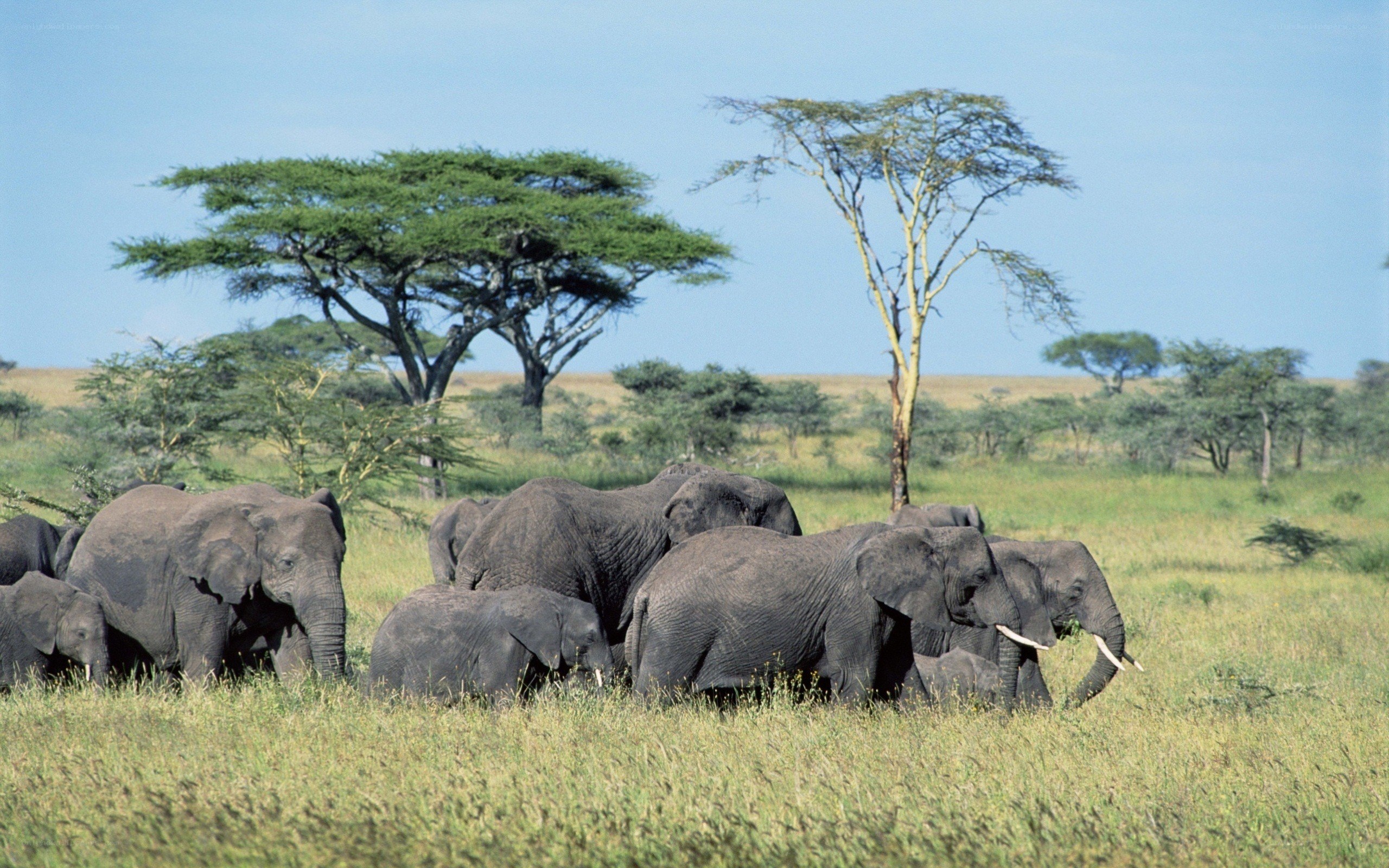 elephant herd in savanna