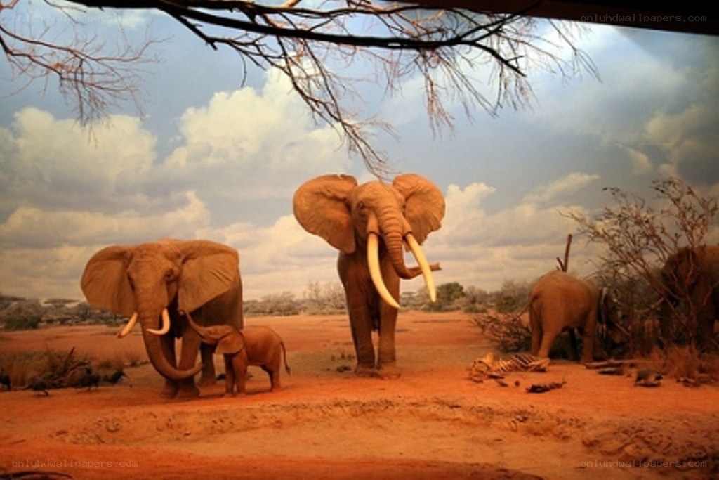 Elephant herd in savanna