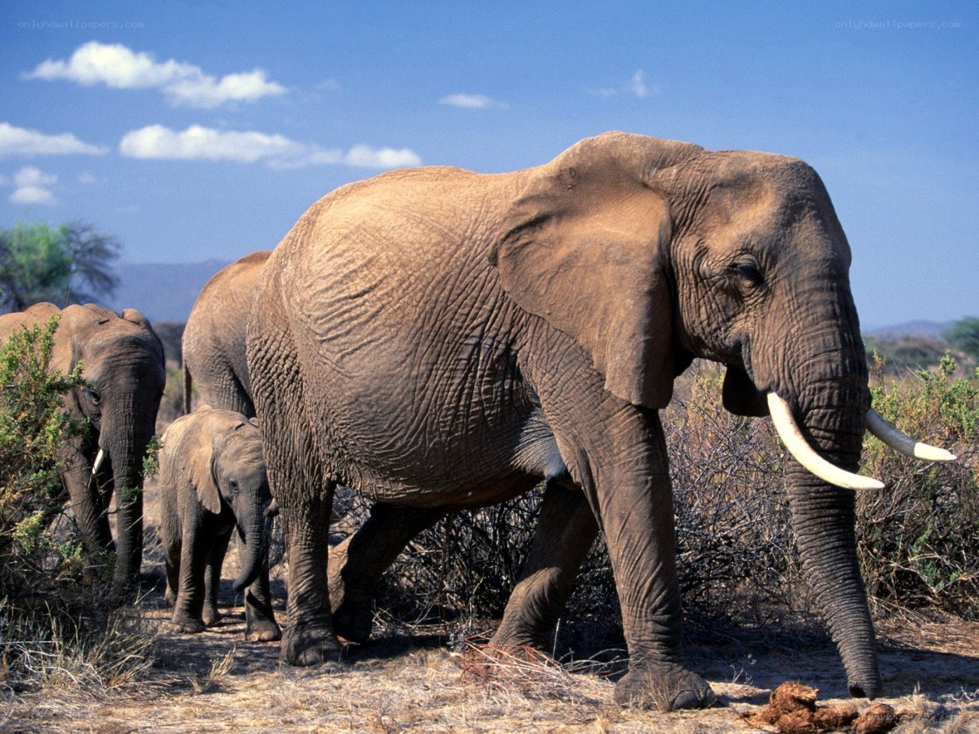 Elephant herd in savanna