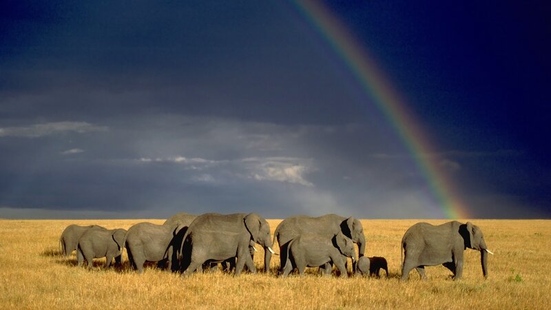 Elephant Herd in Savanna — Blue, Dramatic, Afternoon