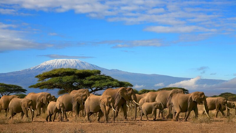 Elephant Herd in Savanna — Blue, Serene, Afternoon