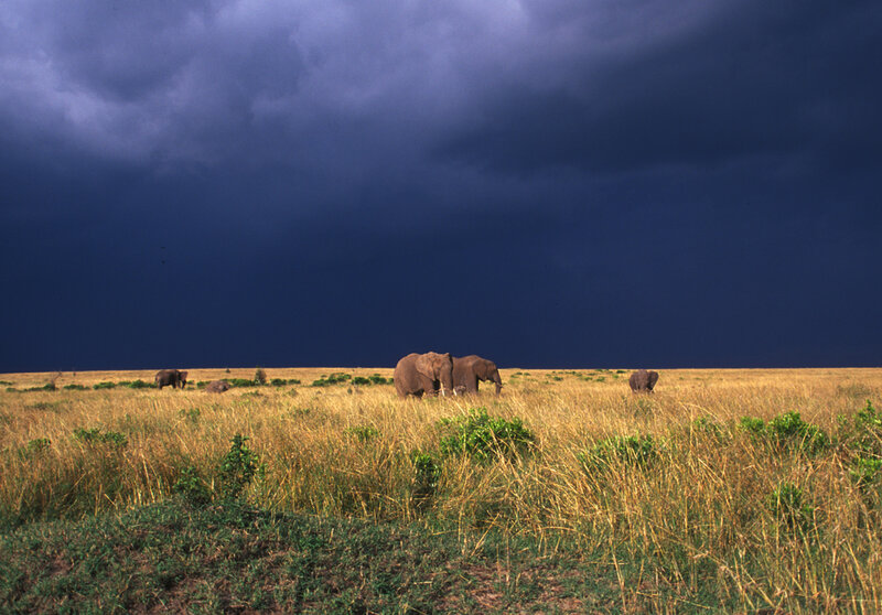 Elephant Herd in Savanna — Blue