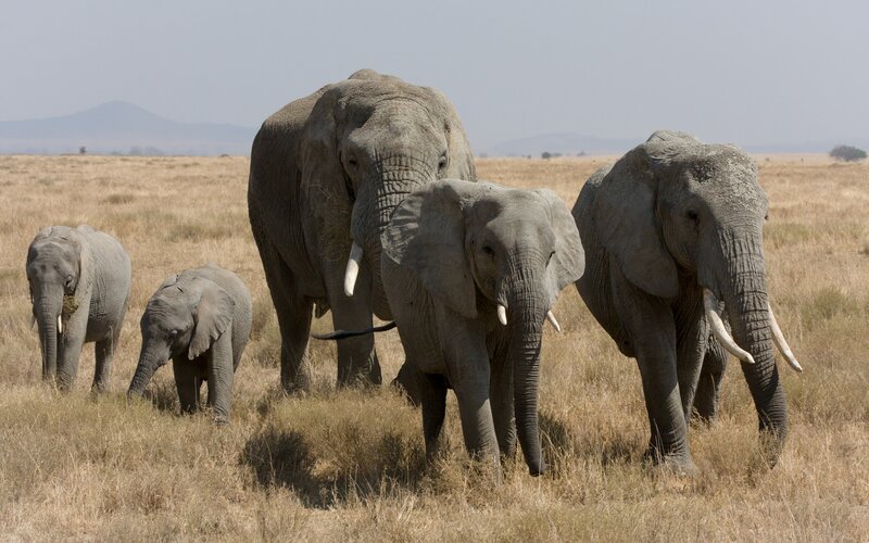 Elephant Herd in Savanna — Brown, Calm