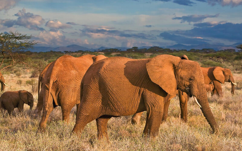 Elephant Herd in Savanna — Brown, Serene, Afternoon, Photograph