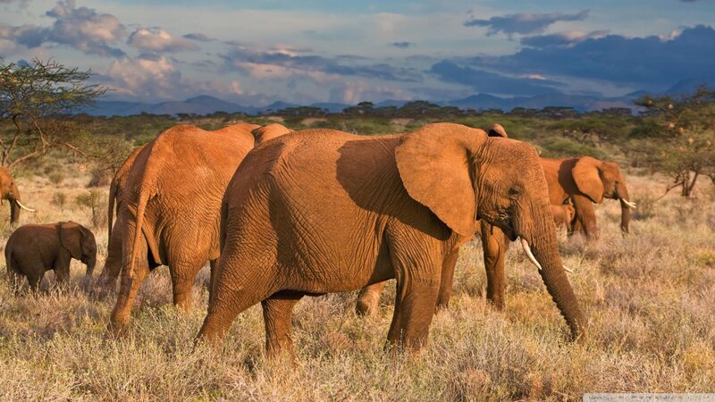 Elephant Herd in Savanna — Brown, Serene, Afternoon