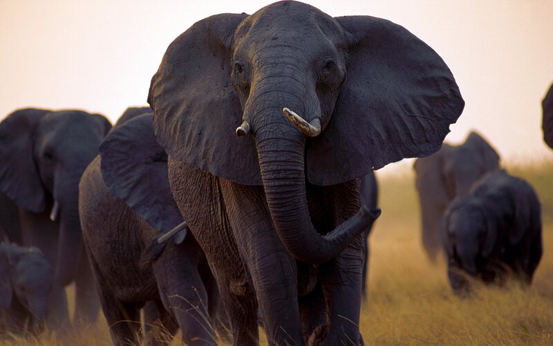 Elephant Herd in Savanna — Brown, Serene