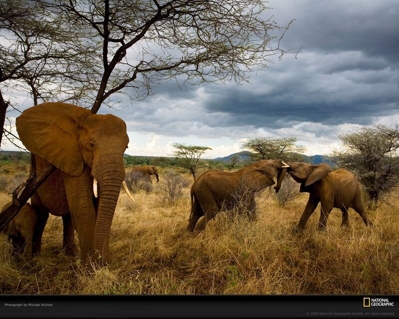 Elephant Herd in Savanna — Brown