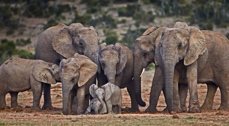 Elephant Herd in Savanna — Gray, Calm