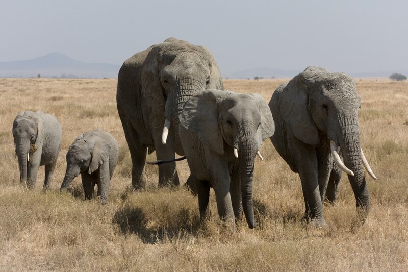 Elephant Herd in Savanna — Gray