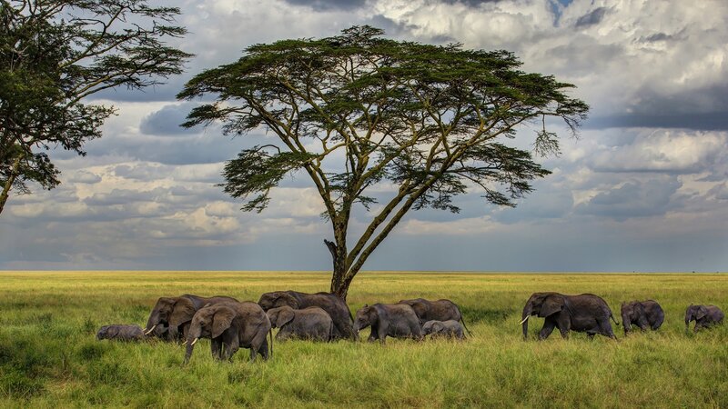 Elephant Herd in Savanna — Green, Dramatic, Afternoon