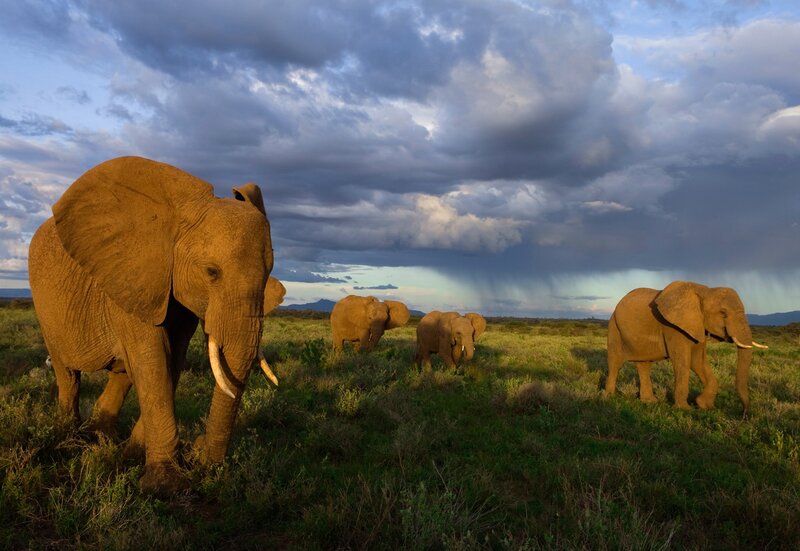 Elephant Herd in Savanna — Green, Dramatic