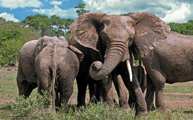 Elephant Herd in Savanna — Green, Natural