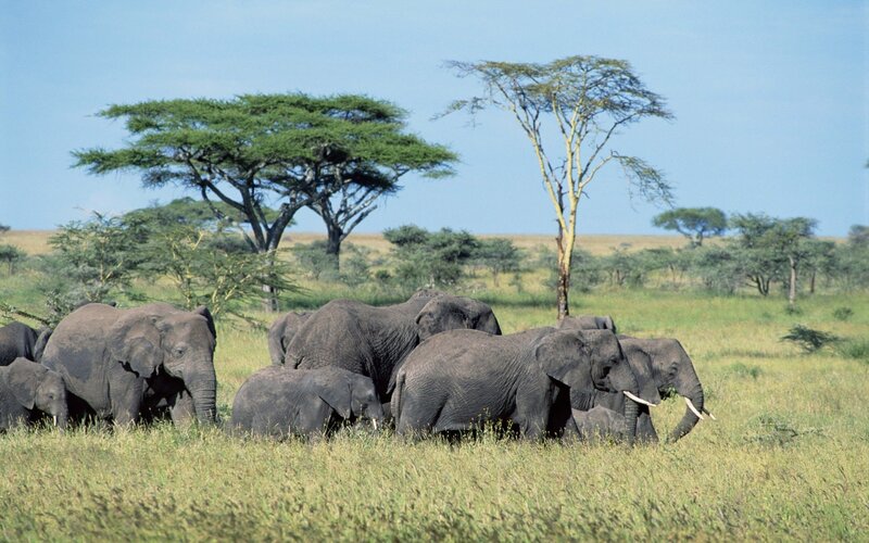 Elephant Herd in Savanna — Green, Serene, Afternoon, Photograph, Acacia Trees, Grassland