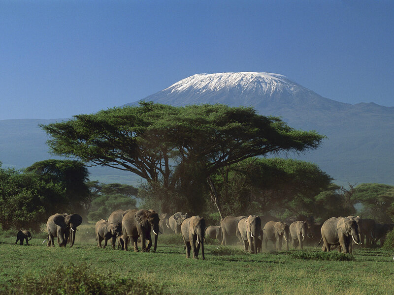 Elephant Herd in Savanna — Green, Serene, Afternoon, Photograph, Mountain