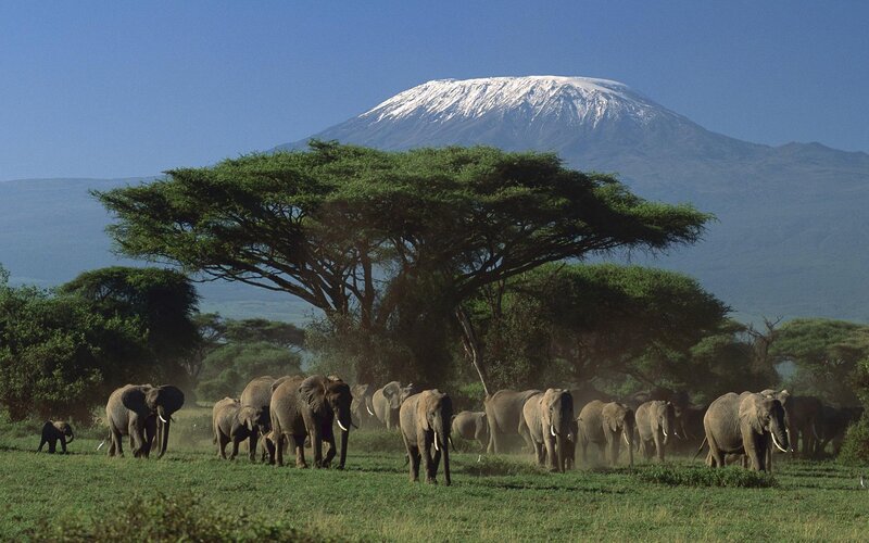 Elephant Herd in Savanna — Green, Serene, Afternoon, Photograph