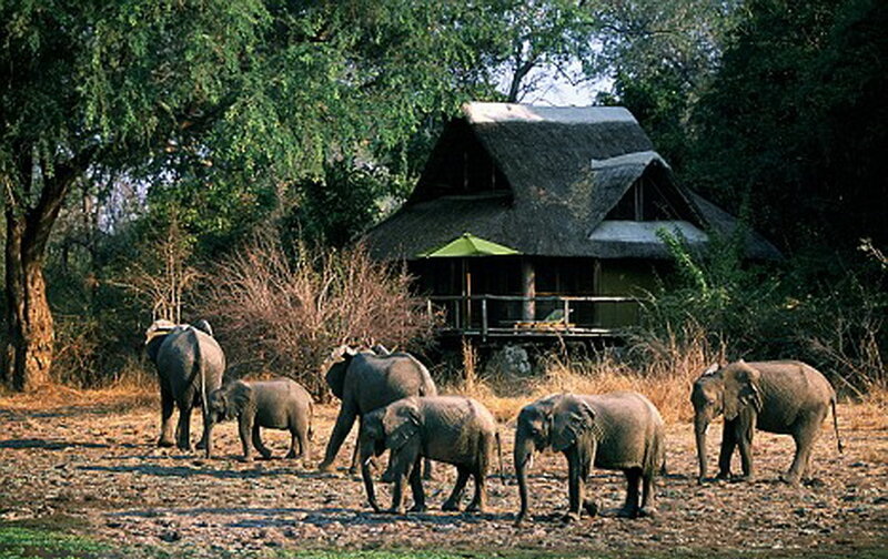 Elephant Herd in Savanna — Green, Serene