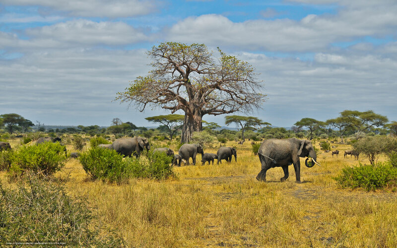 Elephant Herd in Savanna — Yellow, Serene
