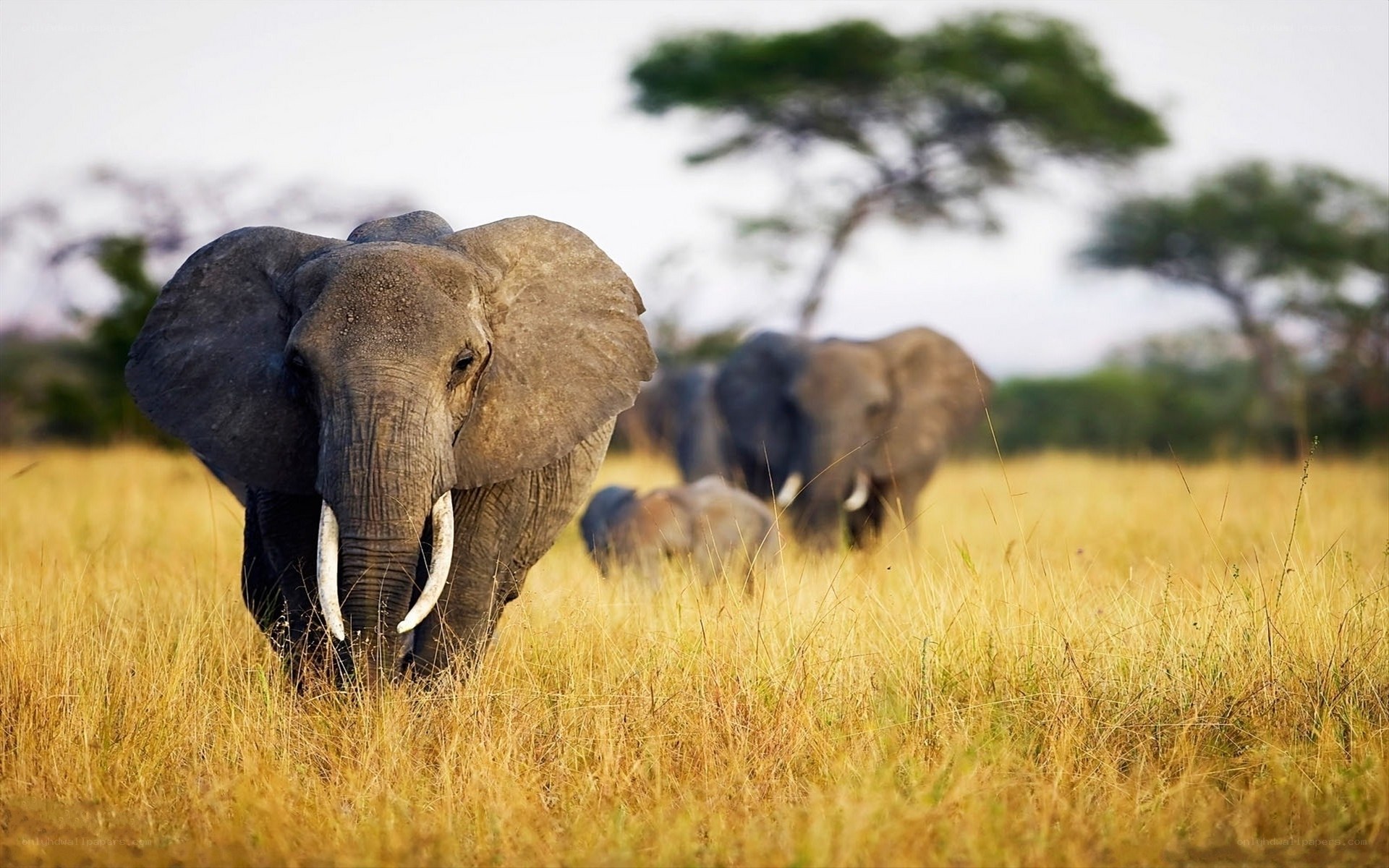 Elephant herd in savanna