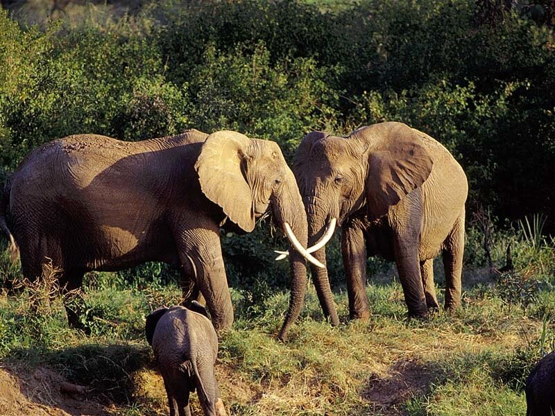 Elephant herd in the wild
