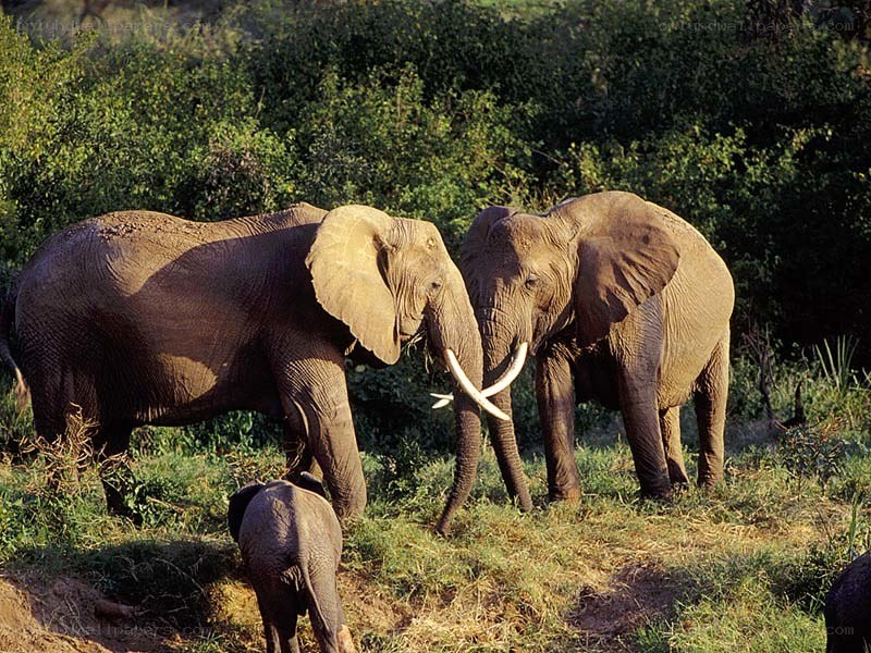 Elephant herd in the wild