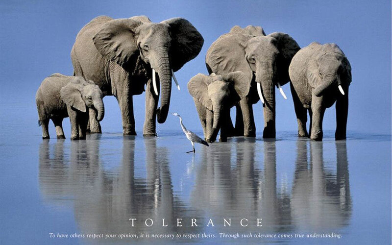 Elephant Herd in Water — Blue