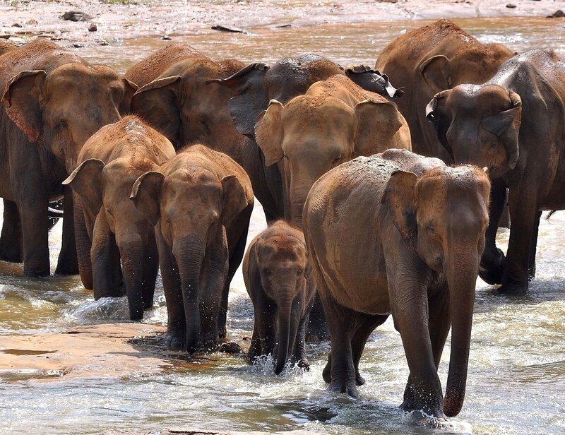 Elephant Herd in Water — Brown, Calm, Afternoon
