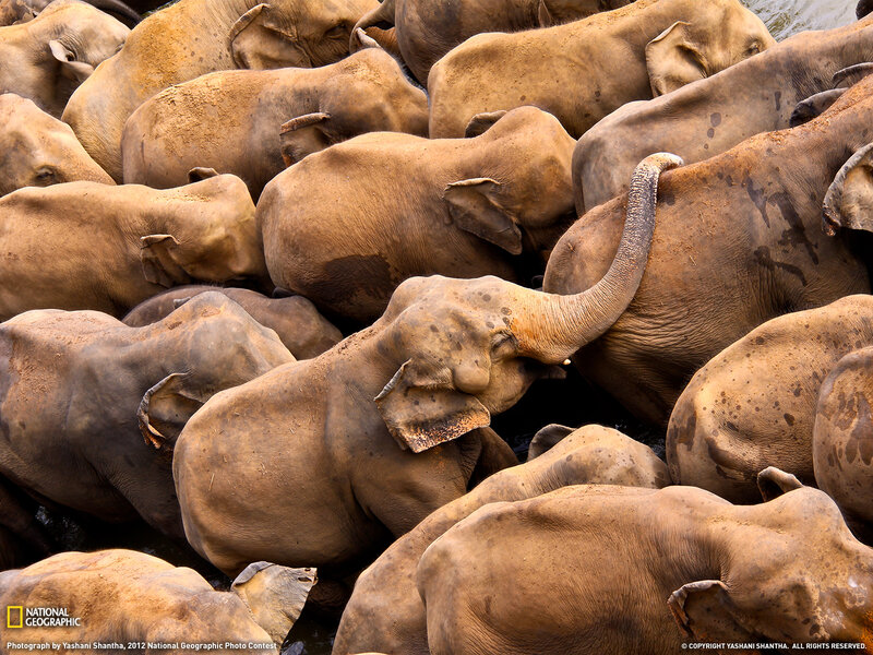 Elephant Herd in Water — Brown