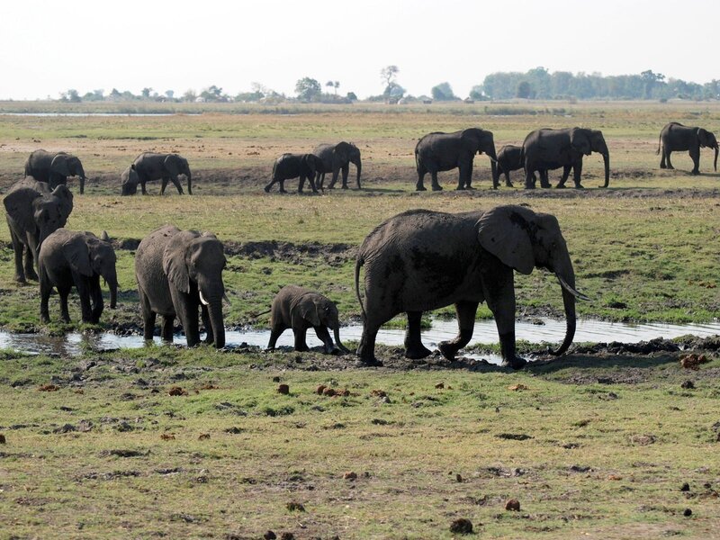 Elephant Herd in Wetland — Green, Calm