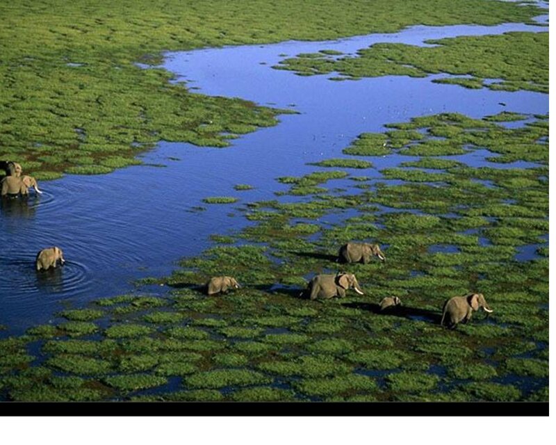 Elephant Herd in Wetland — Green