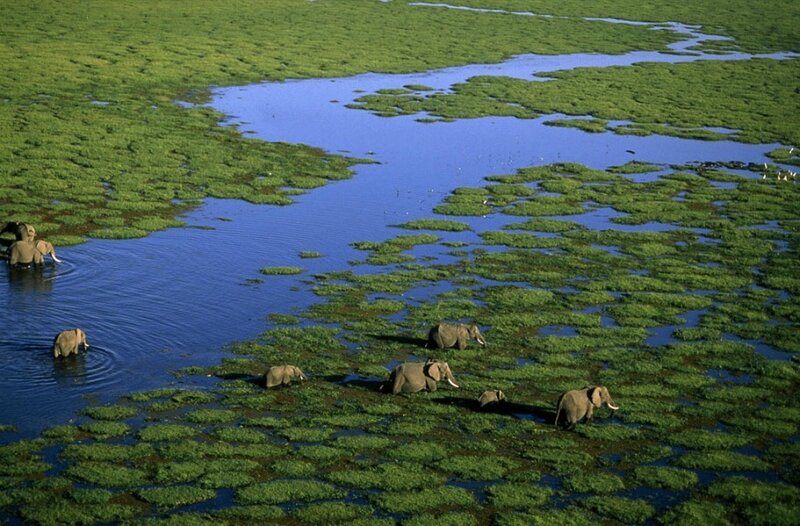 Elephant Herd in Wetland