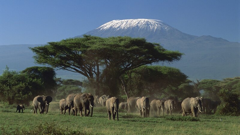 Elephant herd near Mount Kilimanjaro