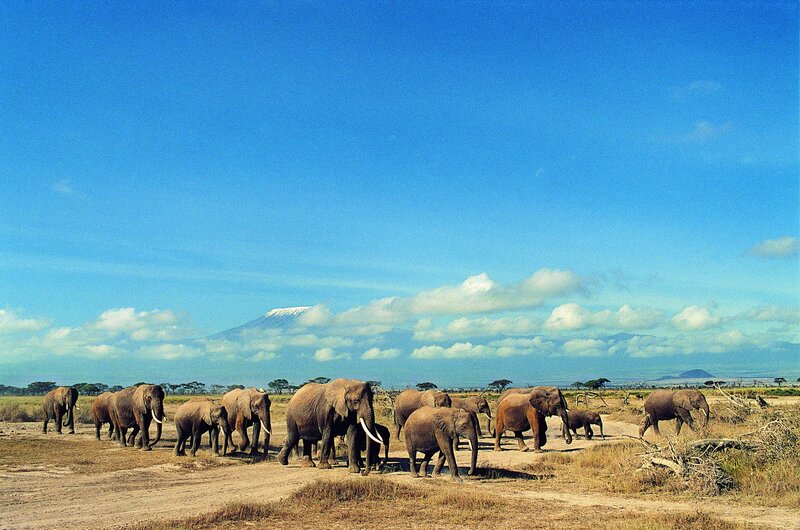 Elephant herd near Mount Kilimanjaro