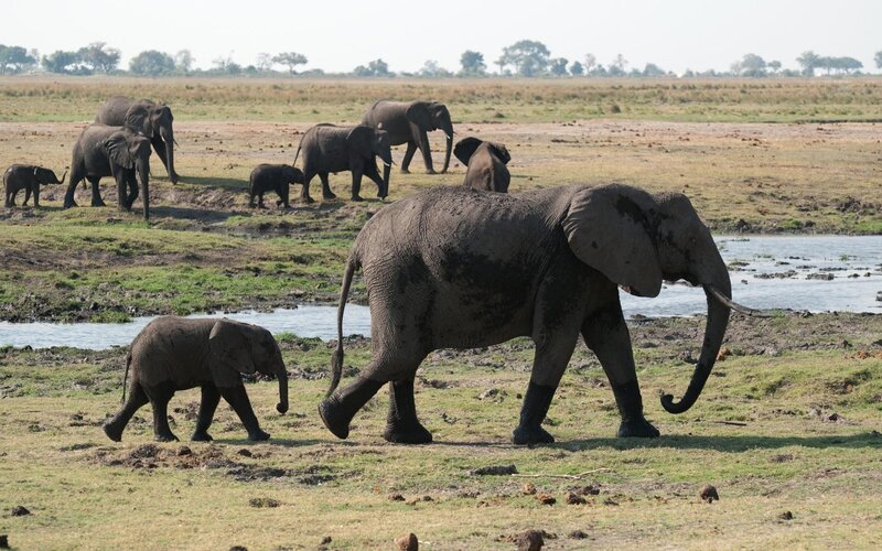 Elephant herd near water