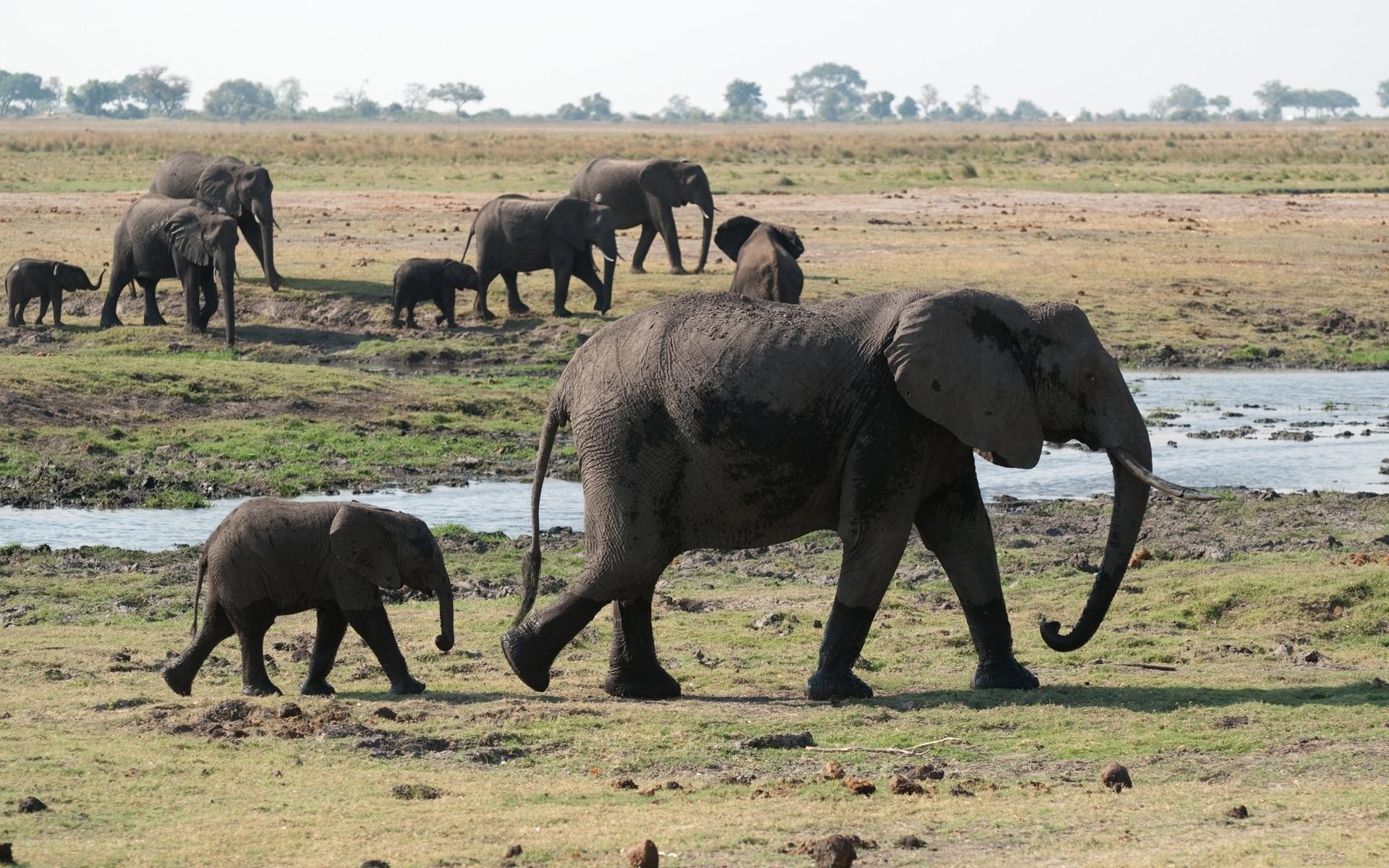 Elephant herd near water