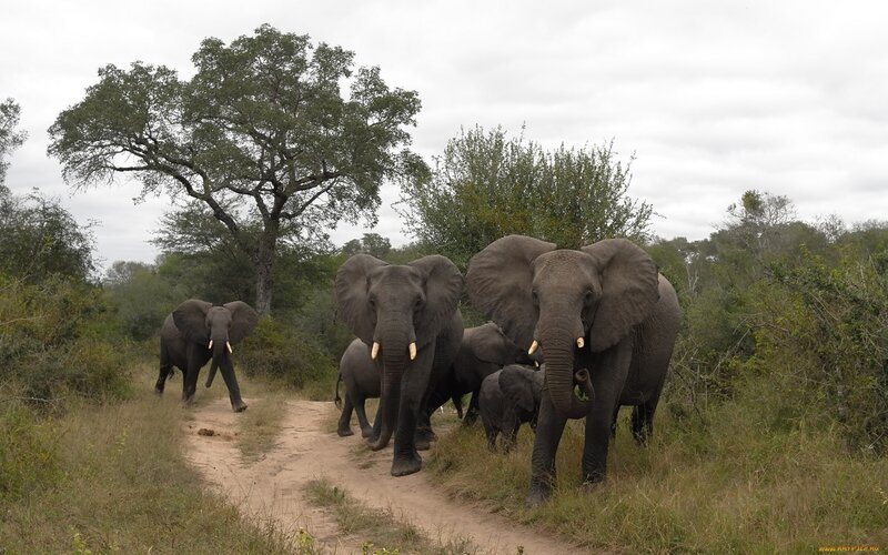 Elephant herd on a dirt path